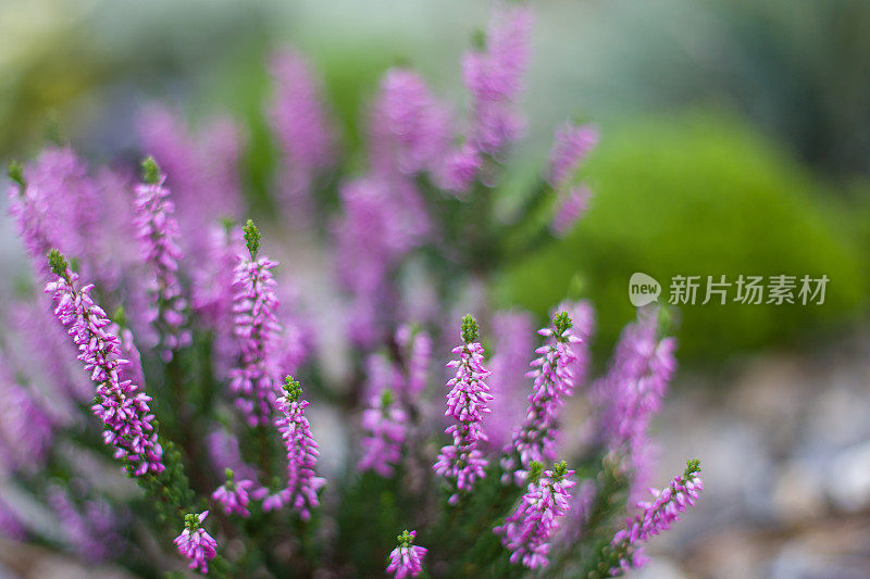 花园中盛开的紫色石南花(Calluna vulgaris)。软的焦点。